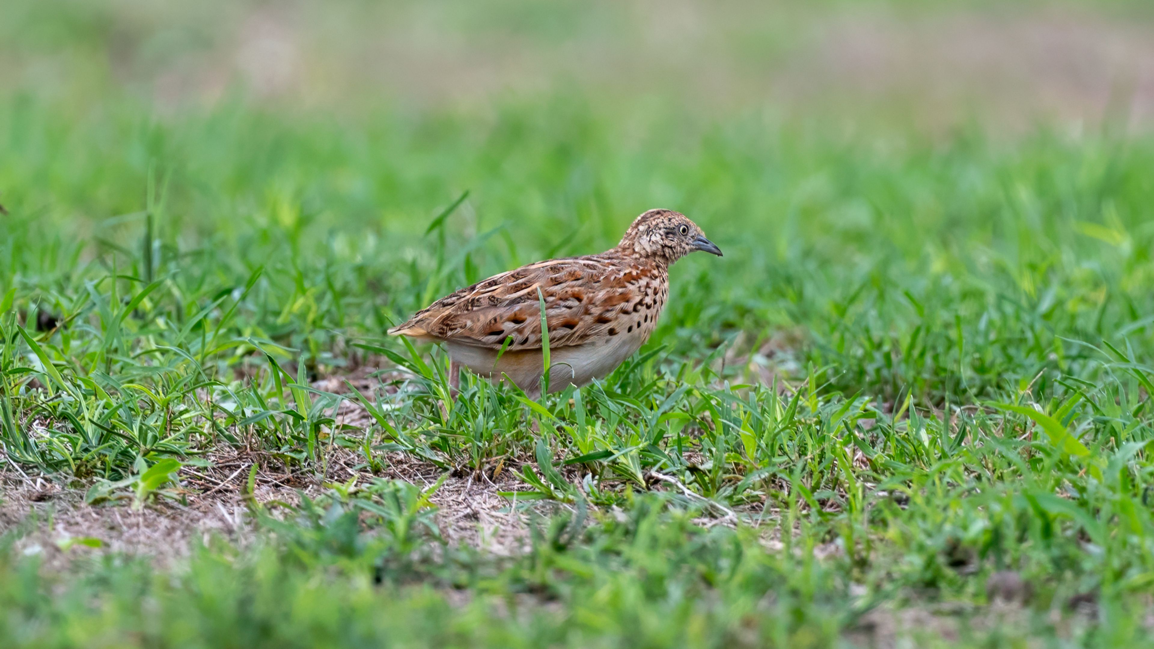 Small ButtonQuail